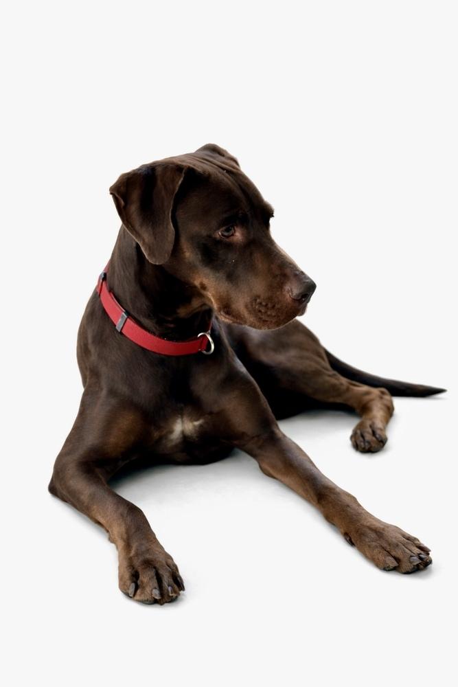 Enlarge Okayden, a Adoptable mixed breed in Lafayette, CO image 2/6