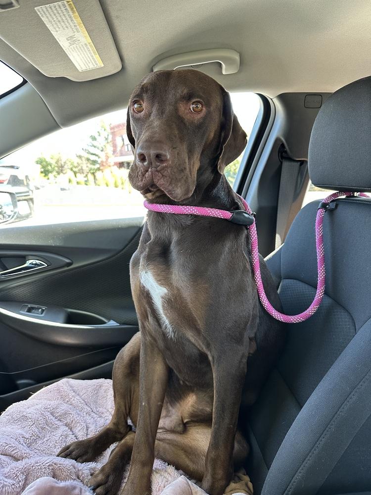 Enlarge Okayden, a Adoptable mixed breed in Lafayette, CO image 3/6