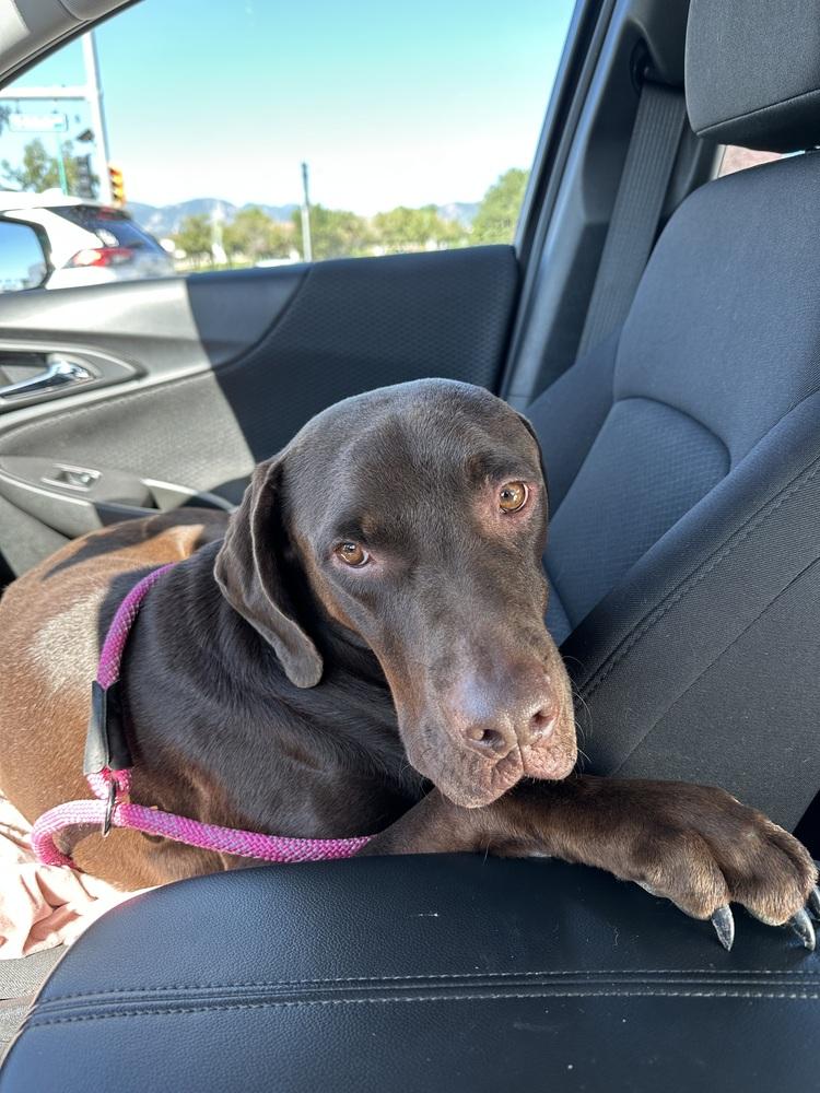 Enlarge Okayden, a Adoptable mixed breed in Lafayette, CO image 4/6