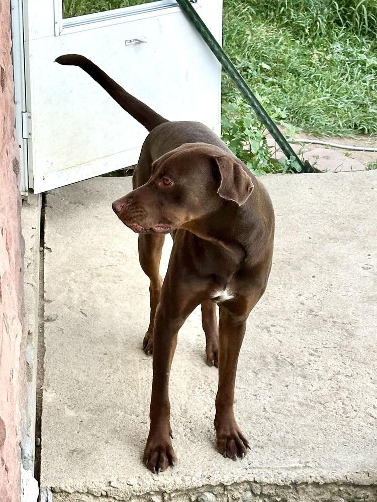 Enlarge Okayden, a Adoptable mixed breed in Lafayette, CO image 5/6
