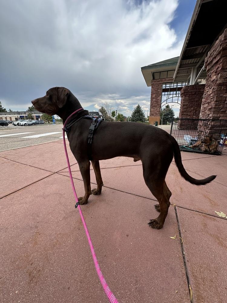Enlarge Okayden, a Adoptable mixed breed in Lafayette, CO image 6/6