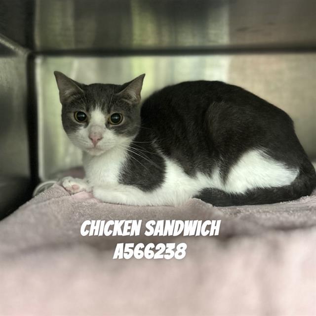 CHICKEN SANDWICH, Adoptable, Young Male Domestic Short Hair.