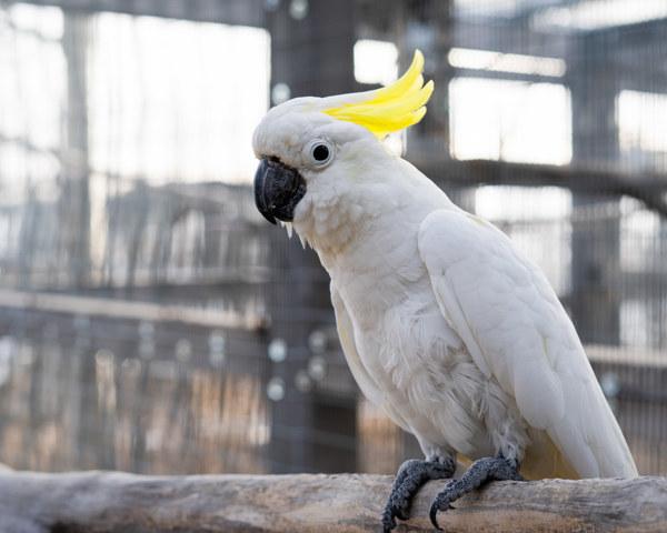 Enlarge Franklin, a Adoptable Cockatoo in Elizabeth, CO image 1/1