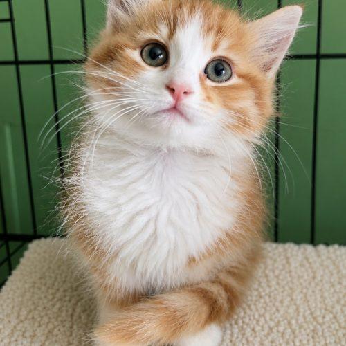 Lumi, Adoptable, Kitten Female Domestic Long Hair.