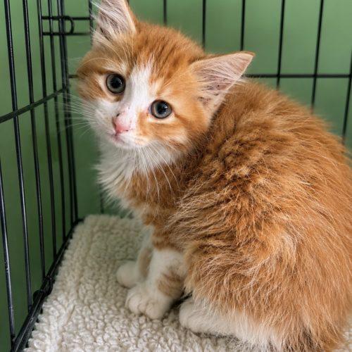 Lumi, a Adoptable Domestic Long Hair in Edmond, OK image 2/5