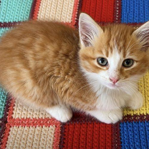 Lumi, a Adoptable Domestic Long Hair in Edmond, OK image 3/5