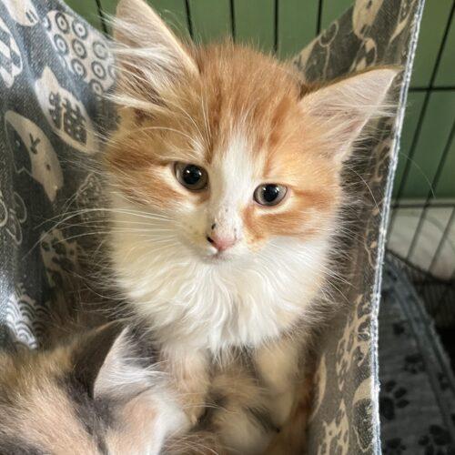 Lumi, a Adoptable Domestic Long Hair in Edmond, OK image 4/5