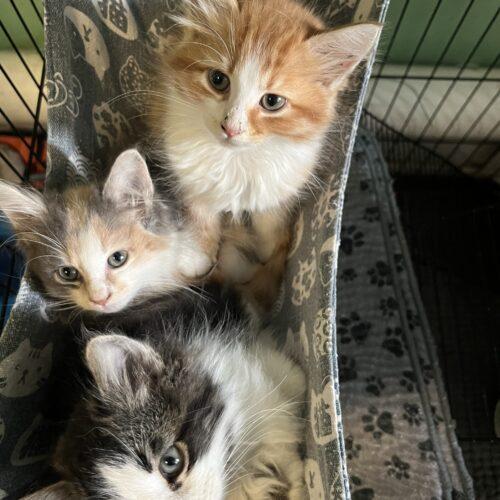 Lumi, a Adoptable Domestic Long Hair in Edmond, OK image 5/5