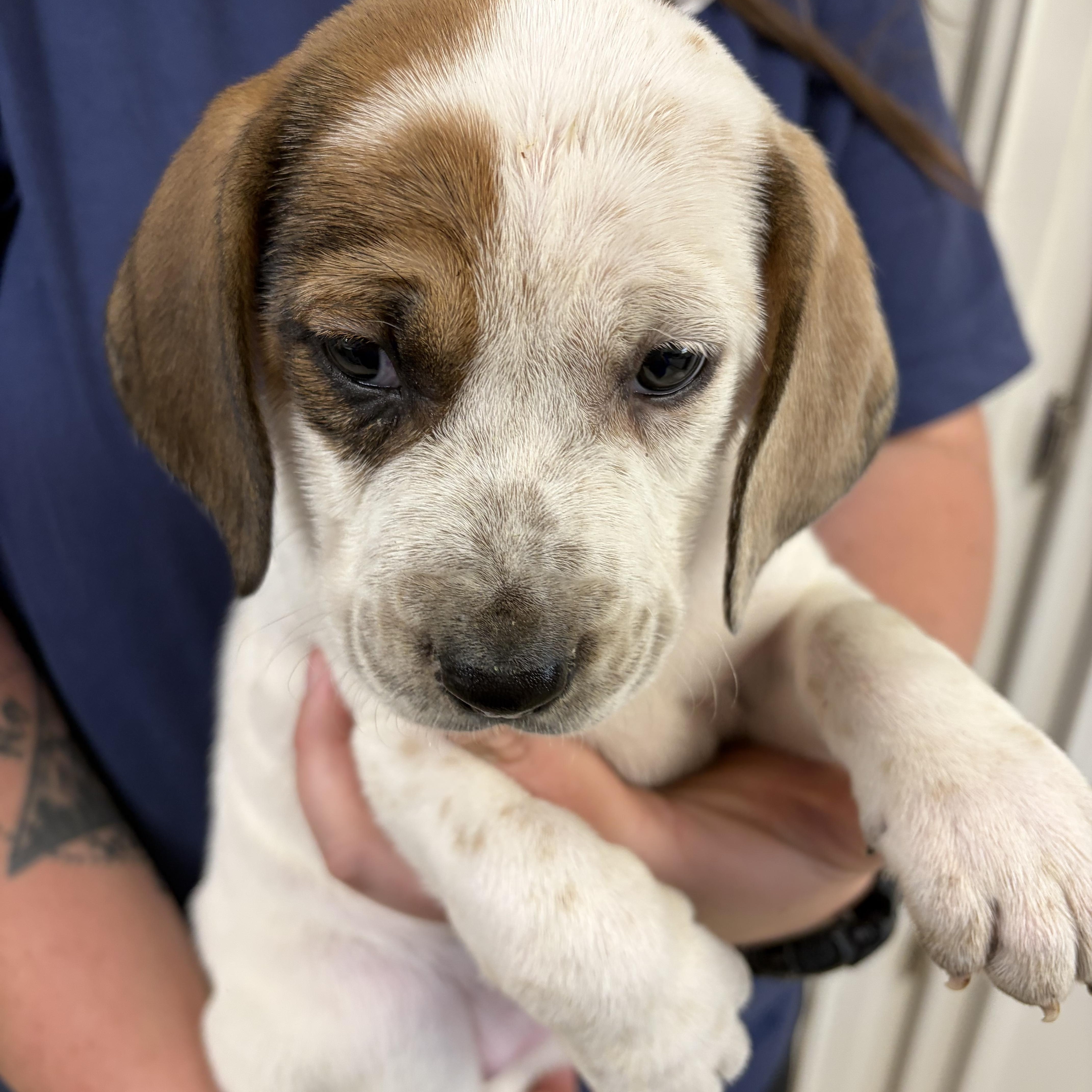LIZZY, ADOPTABLE, Puppy Female Labrador Retriever & Australian Cattle Dog / Blue Heeler.