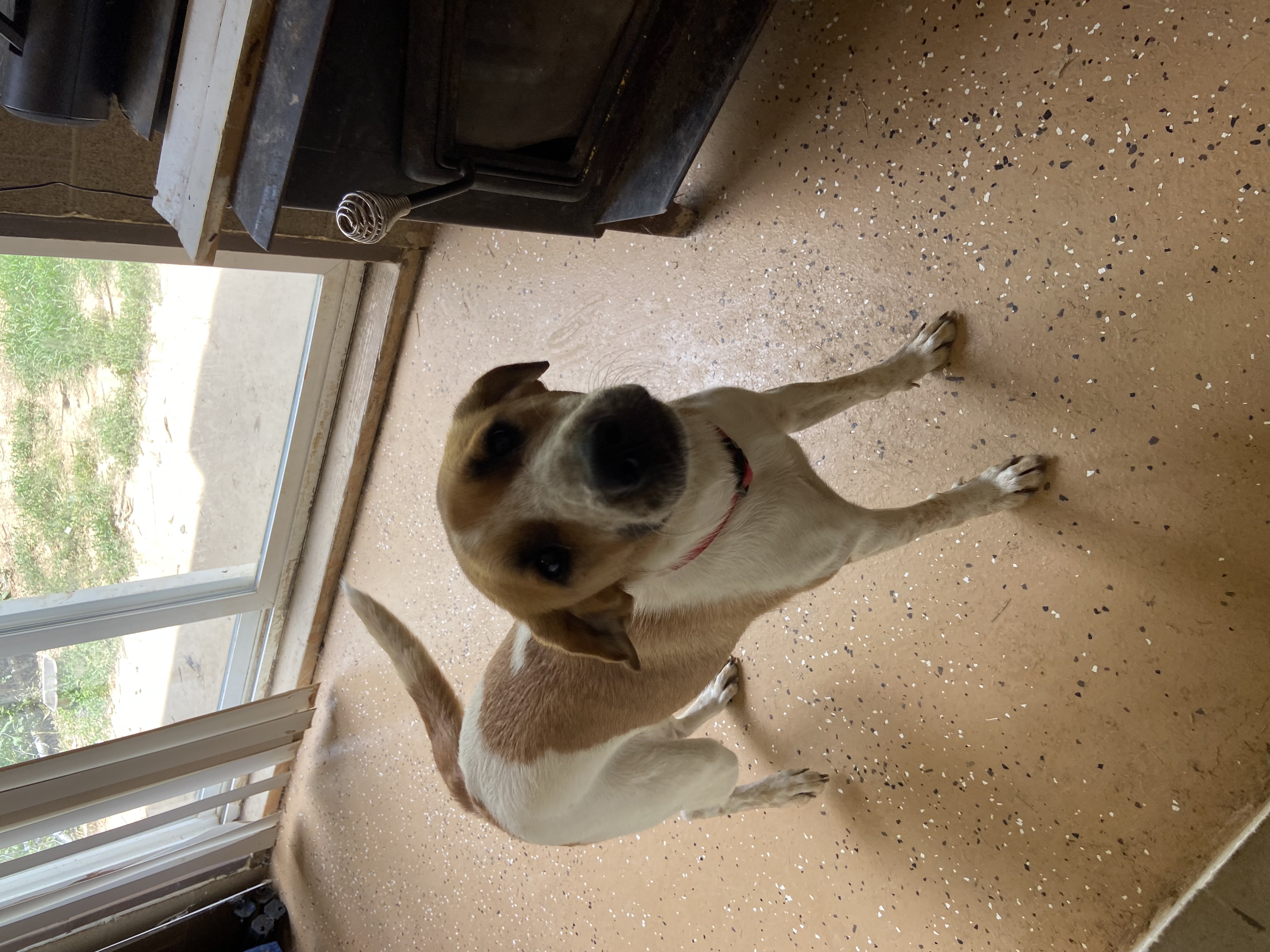 Enlarge PENELOPE SPECIAL ADOPTION FEE***, a Adoptable mixed breed in Georgetown, KY image 1/11