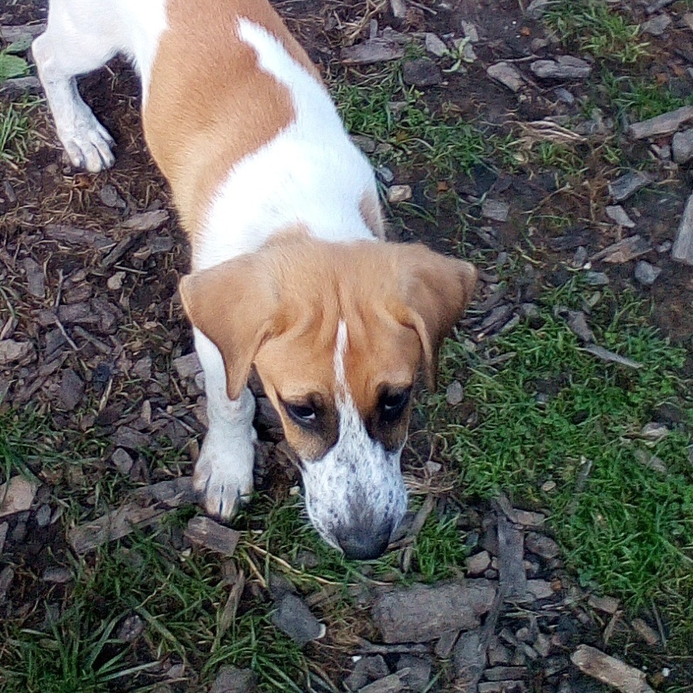 Enlarge PENELOPE SPECIAL ADOPTION FEE***, a Adoptable mixed breed in Georgetown, KY image 9/11