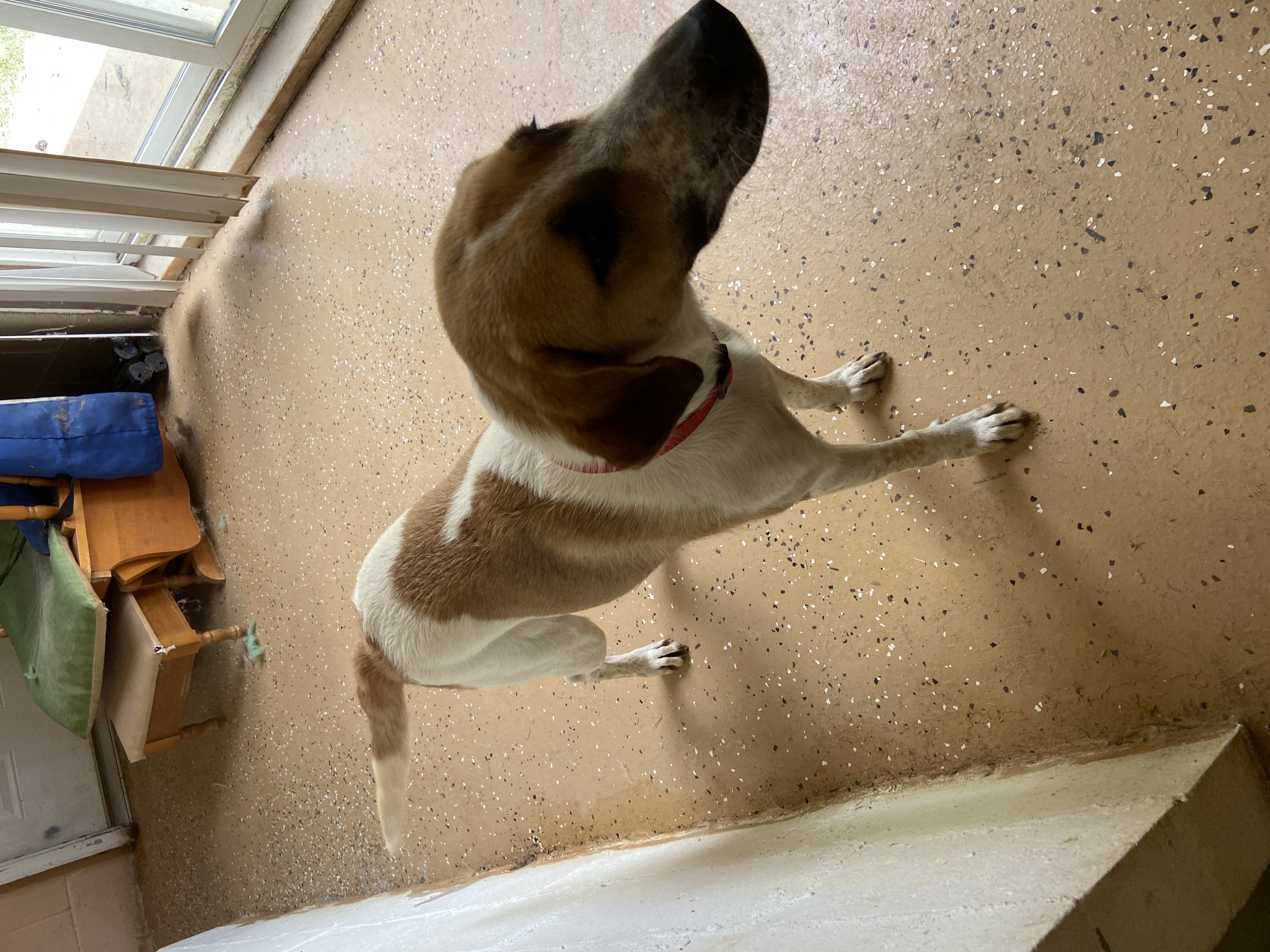 Enlarge PENELOPE SPECIAL ADOPTION FEE***, a Adoptable mixed breed in Georgetown, KY image 8/11