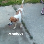 Enlarge PENELOPE SPECIAL ADOPTION FEE***, a Adoptable mixed breed in Georgetown, KY image 10/11
