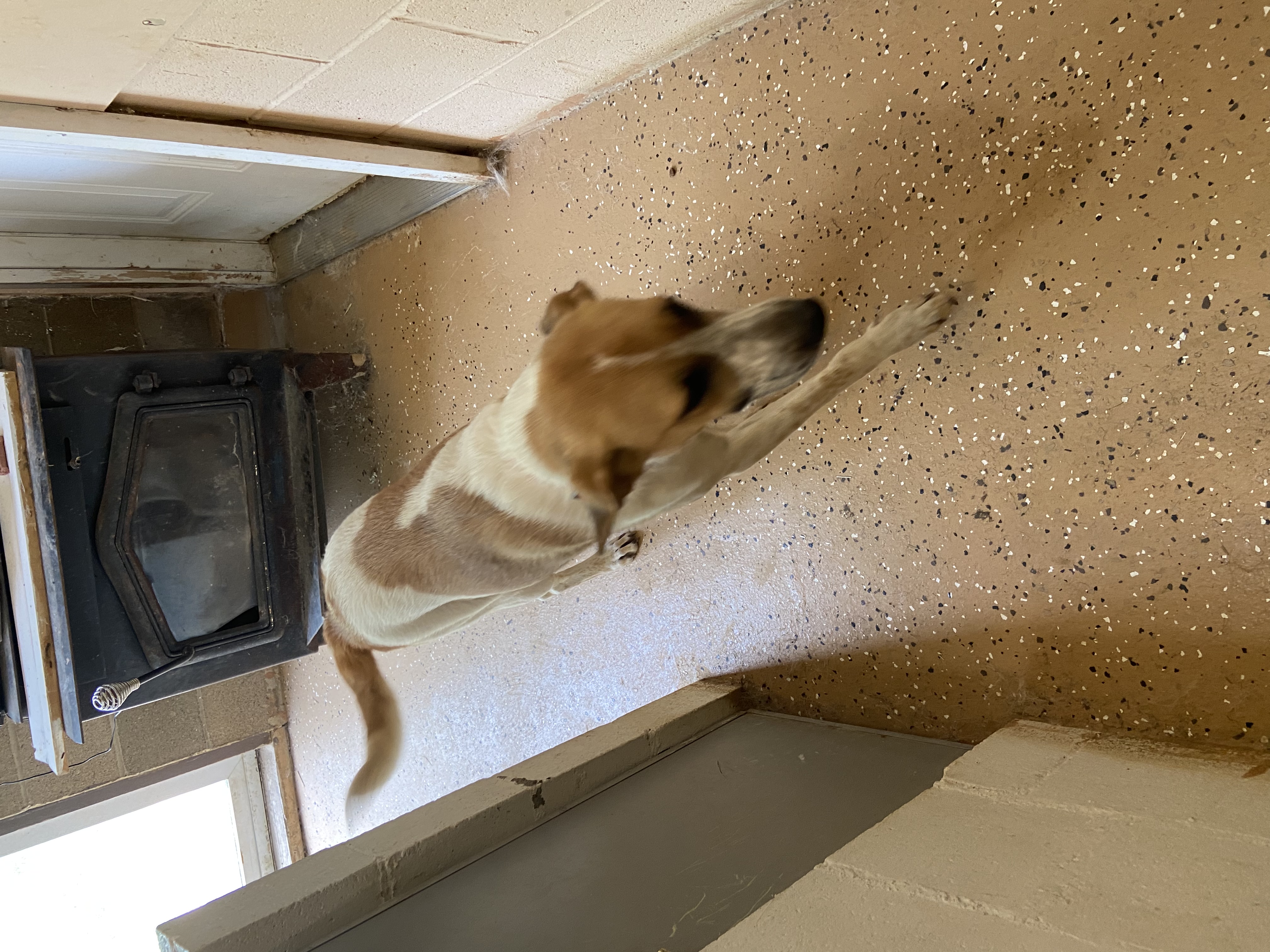 Enlarge PENELOPE SPECIAL ADOPTION FEE***, a Adoptable mixed breed in Georgetown, KY image 7/11