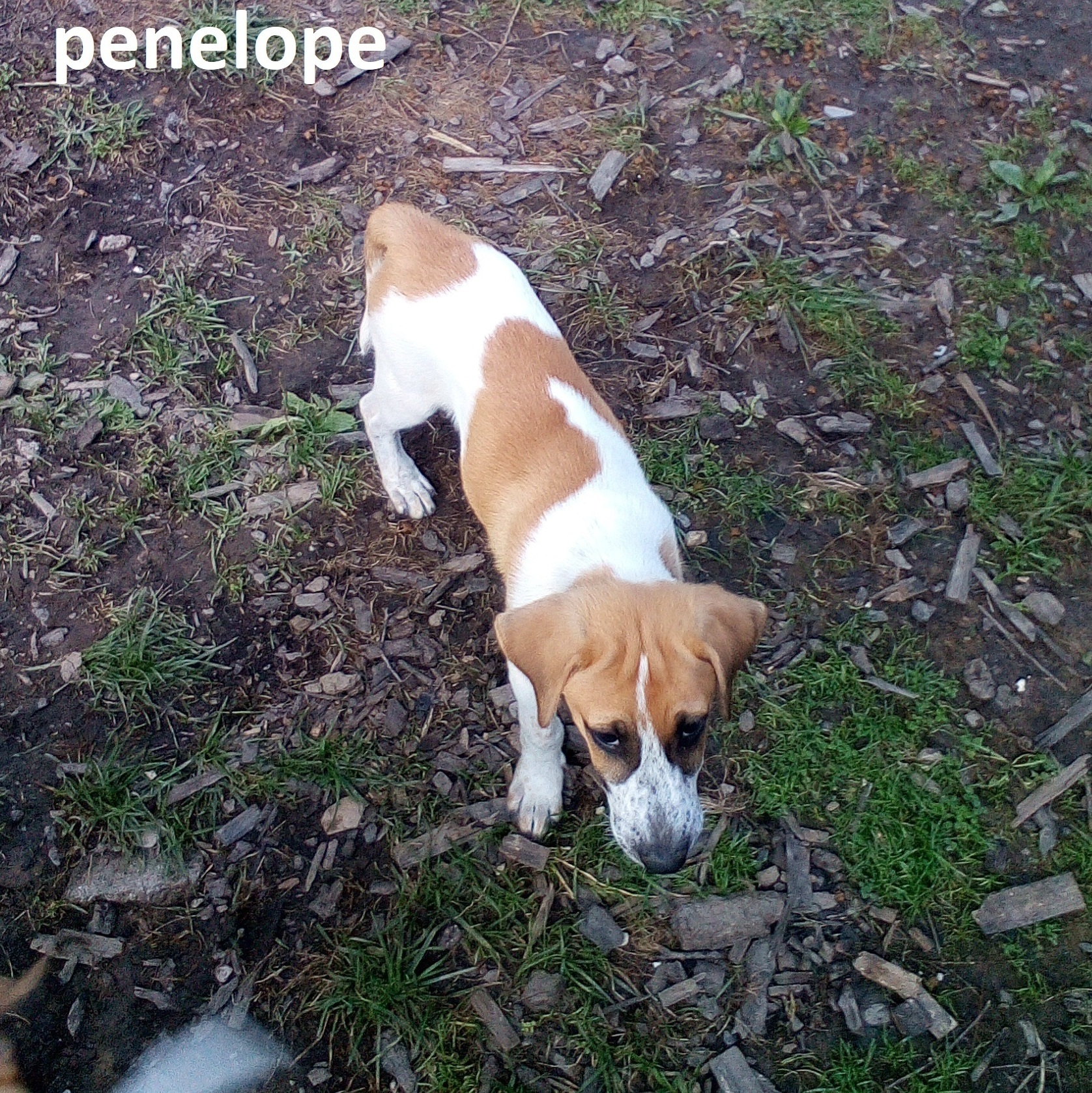 Enlarge PENELOPE SPECIAL ADOPTION FEE***, a Adoptable mixed breed in Georgetown, KY image 11/11
