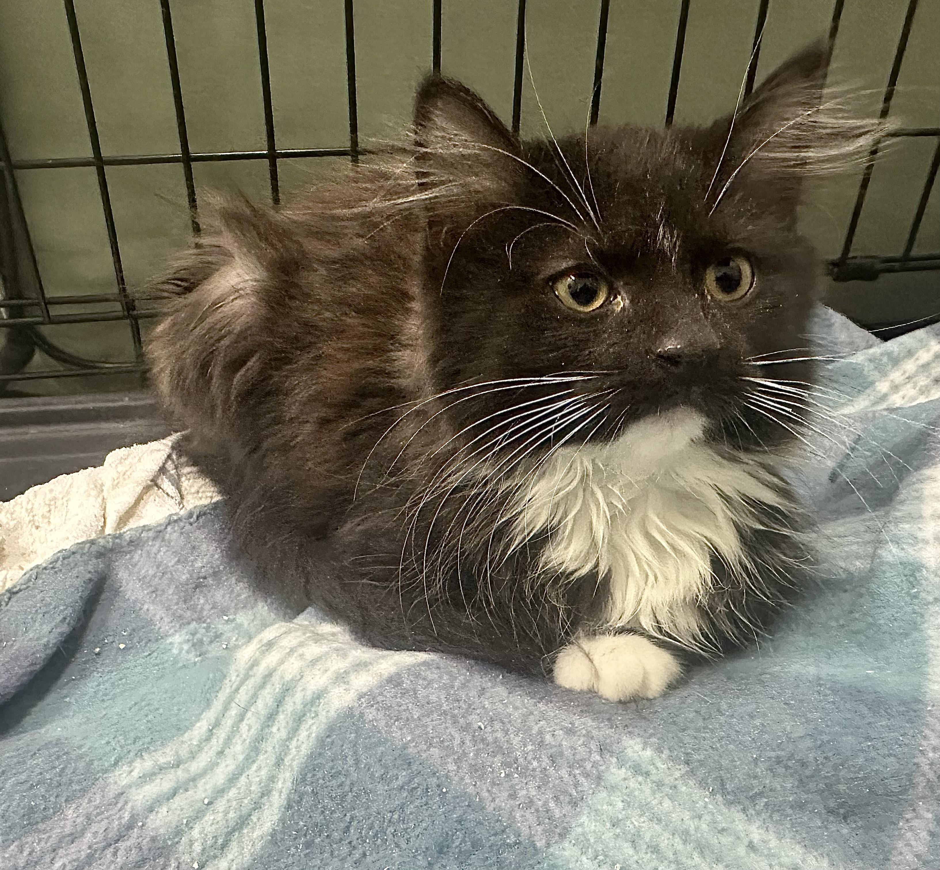 Enlarge Mariah, a ADOPTABLE Domestic Long Hair in Pleasantville, NJ image 2/2