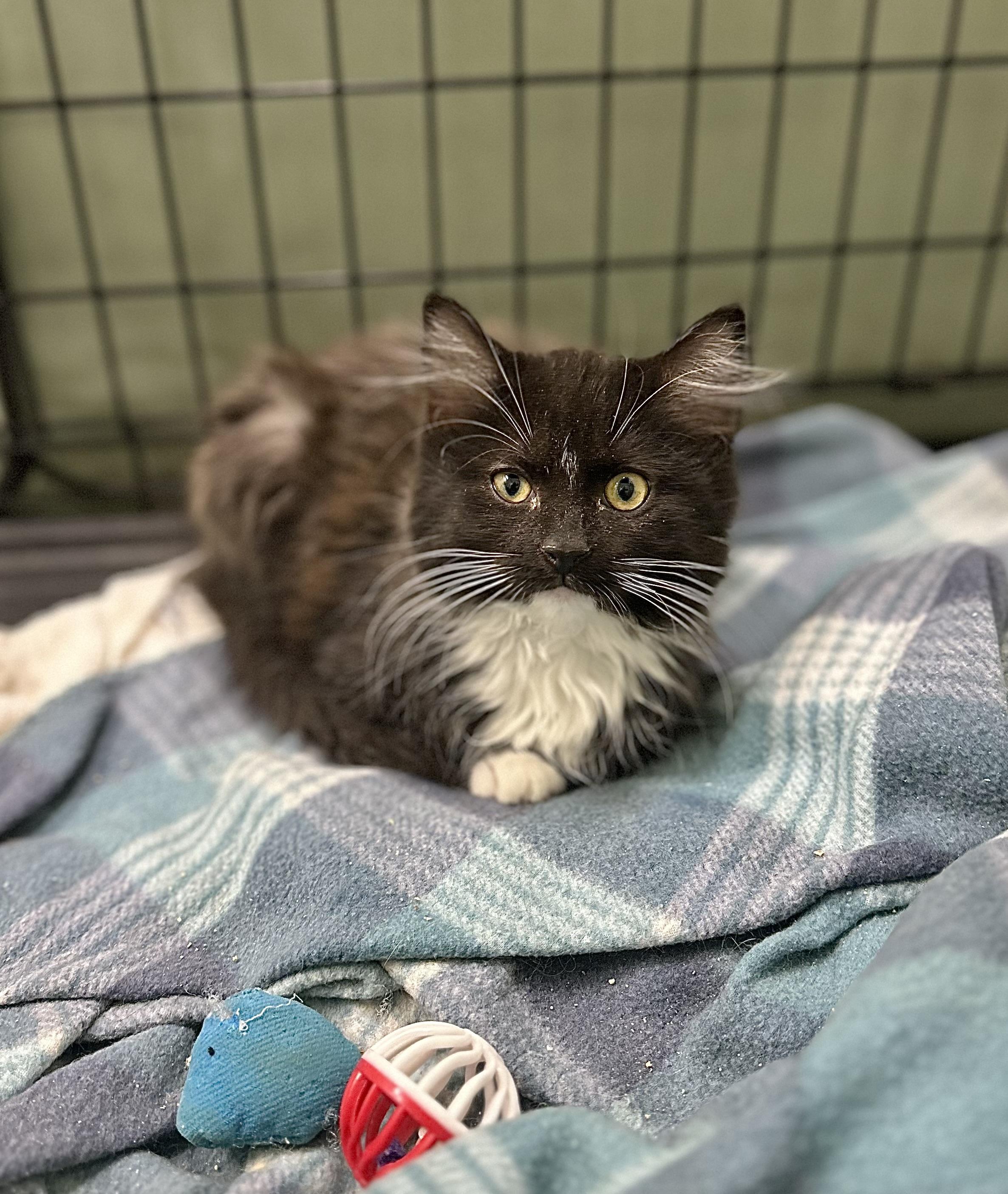 Mariah, ADOPTABLE, Kitten Female Domestic Long Hair.