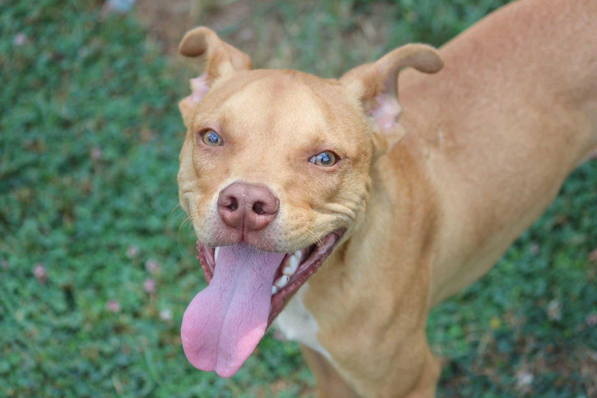 Cheddar, adopted, Puppy Male Pit Bull Terrier.