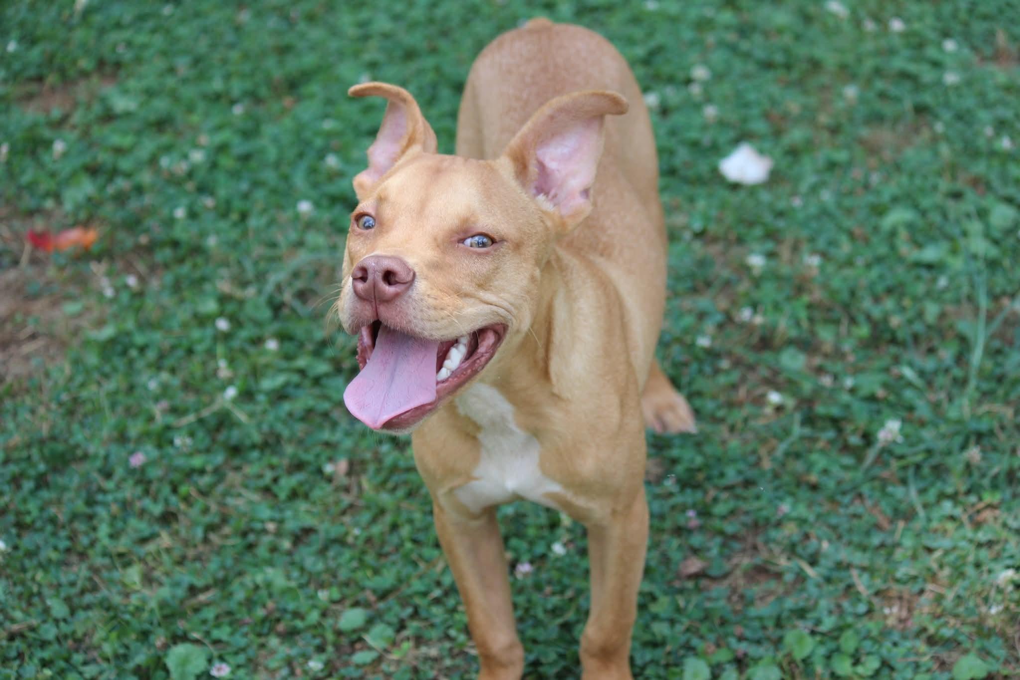 Cheddar, an adopted mixed breed in Huntington, WV image 3/4