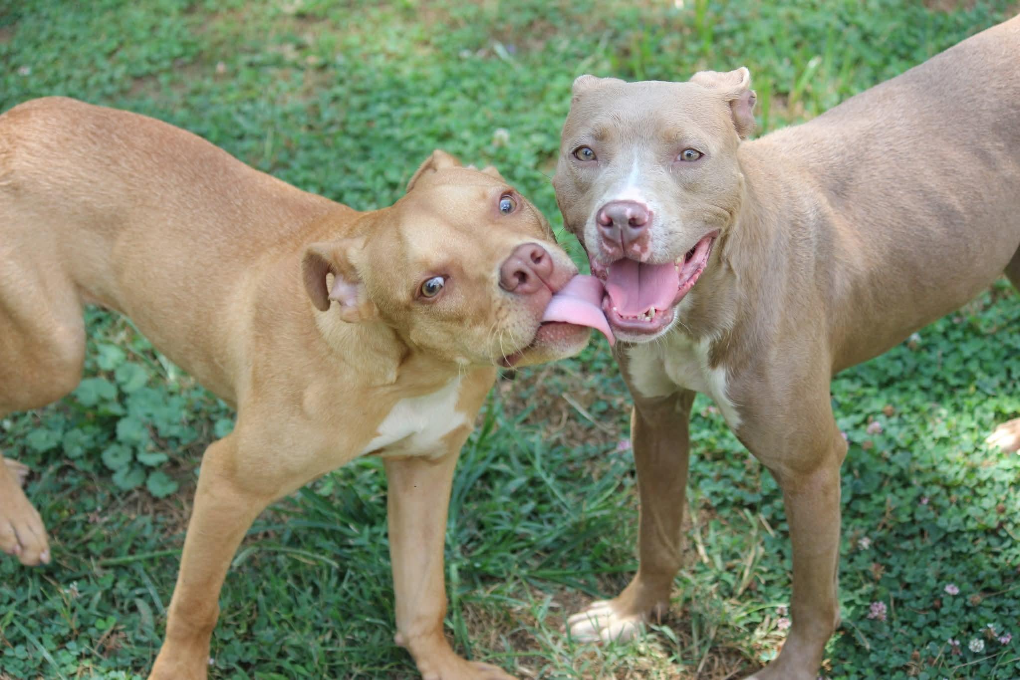 Cheddar, an adopted mixed breed in Huntington, WV image 4/4