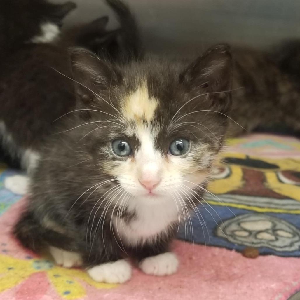 The Cheshire Cat, Adoptable, Kitten Female Domestic Short Hair.