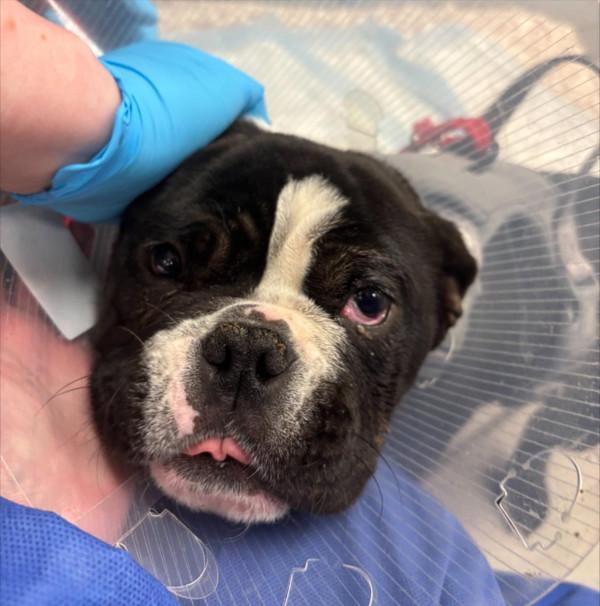 Sheba, Adoptable, Young Female French Bulldog & English Bulldog.