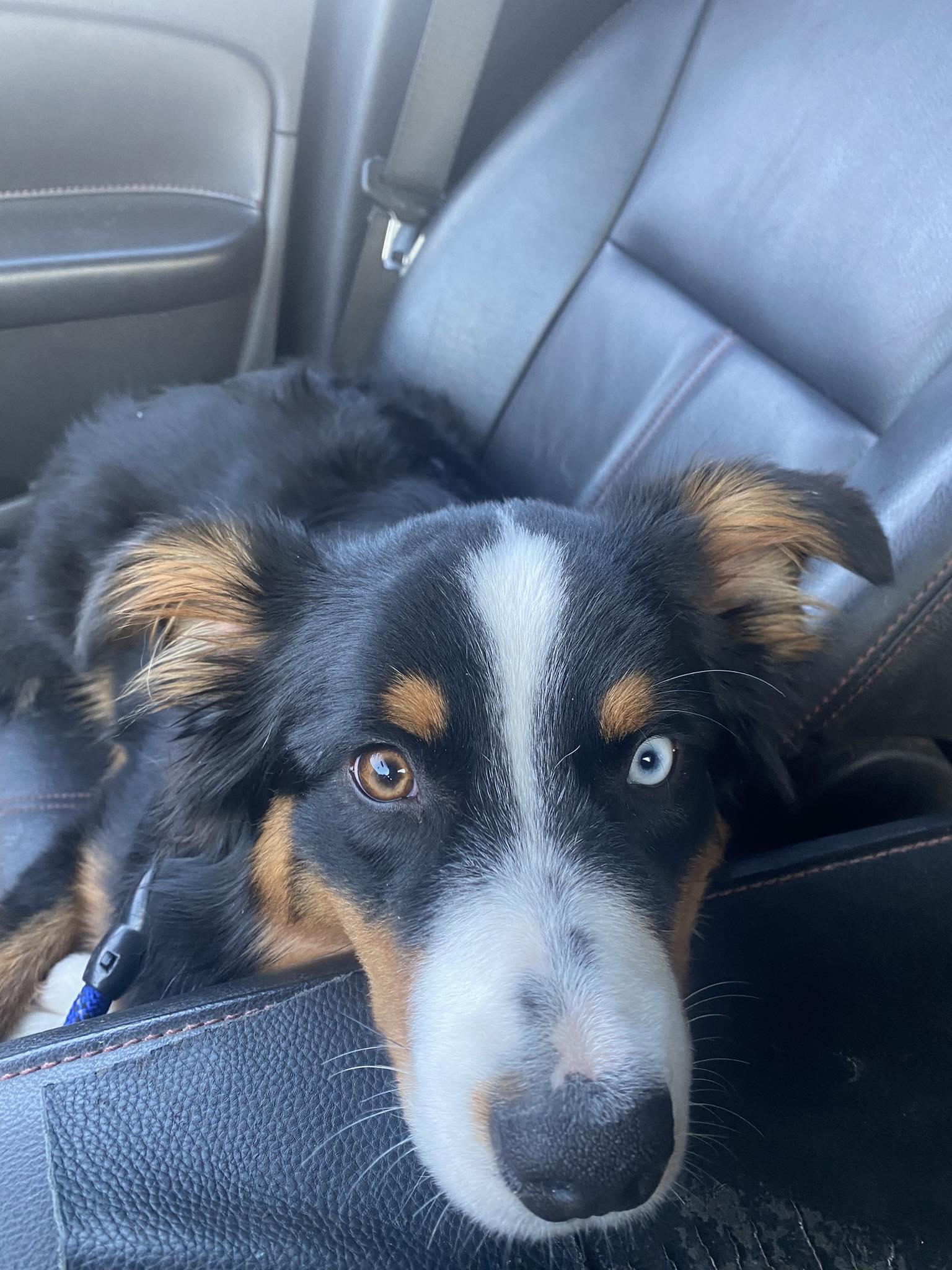 Skye, Adopted, Adult Female Australian Shepherd.