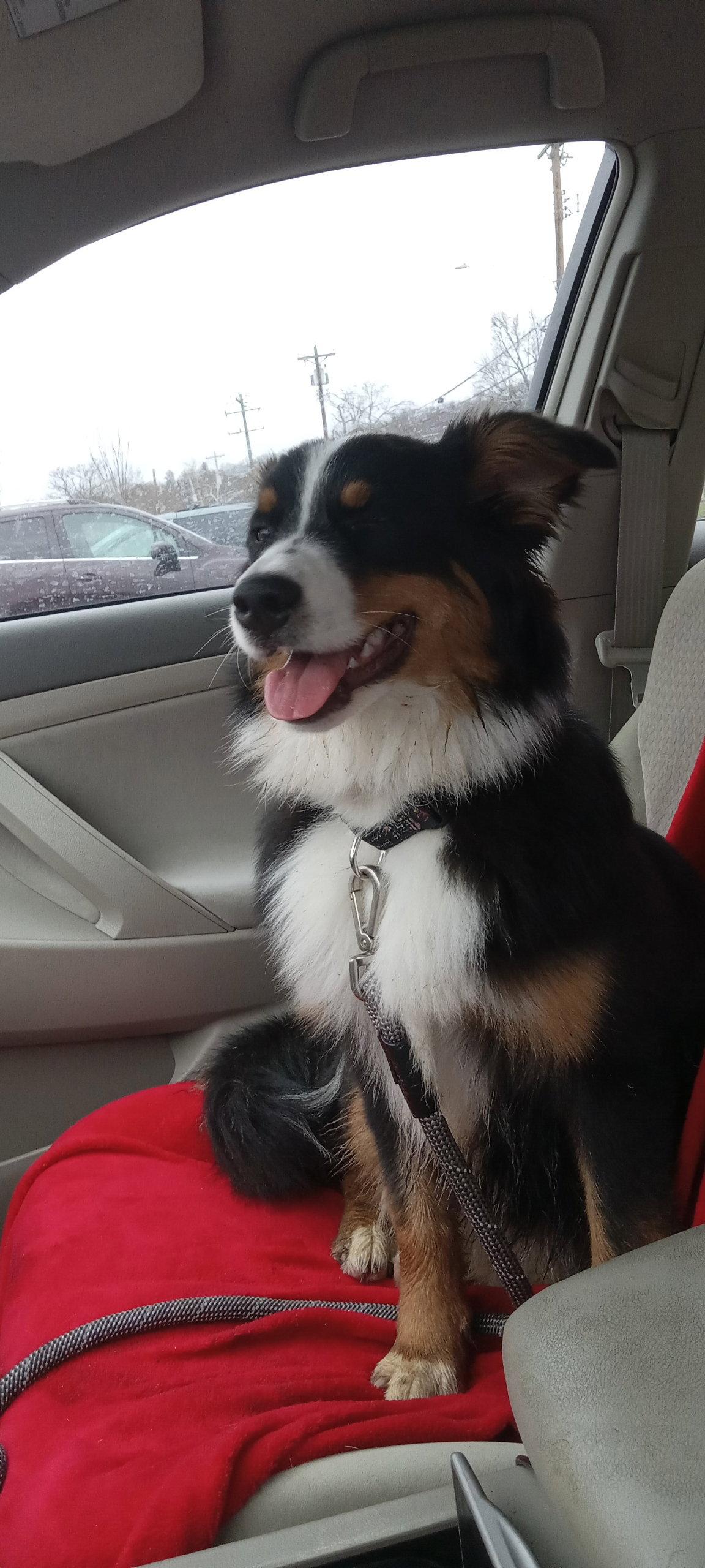 Enlarge Skye, a Adopted Australian Shepherd in Cincinnati, OH image 2/2