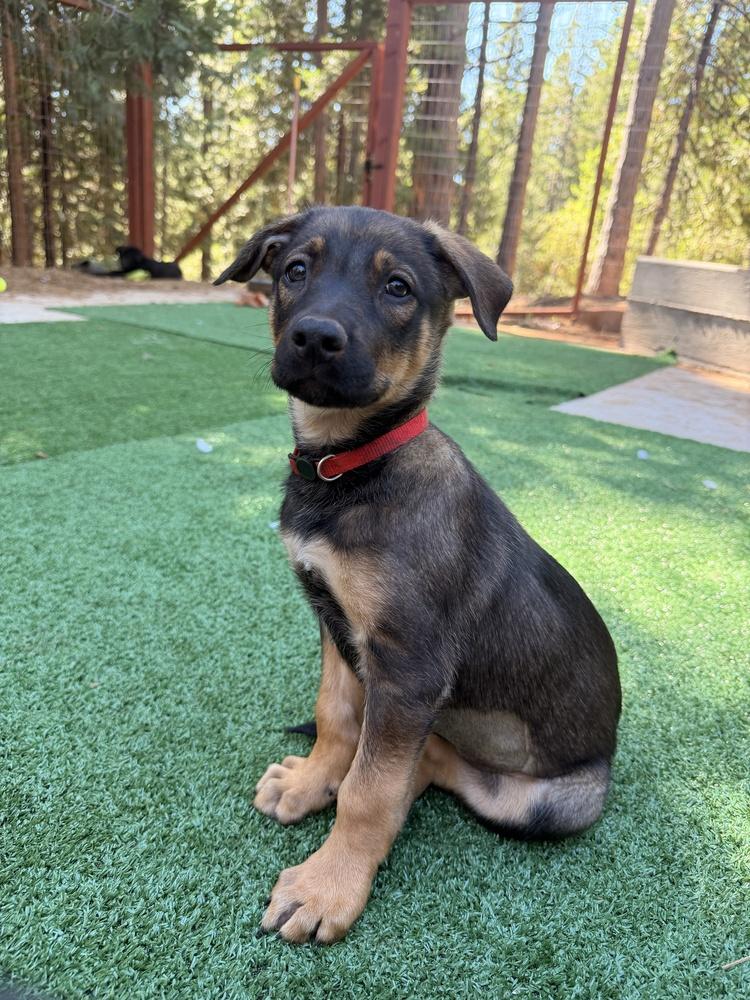 Charlotte, a Adoptable mixed breed in Pleasant Hill, CA image 1/3