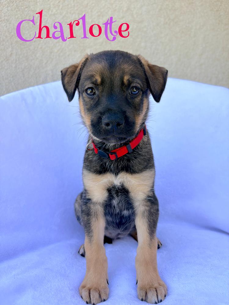 Charlotte, a Adoptable mixed breed in Pleasant Hill, CA image 2/3