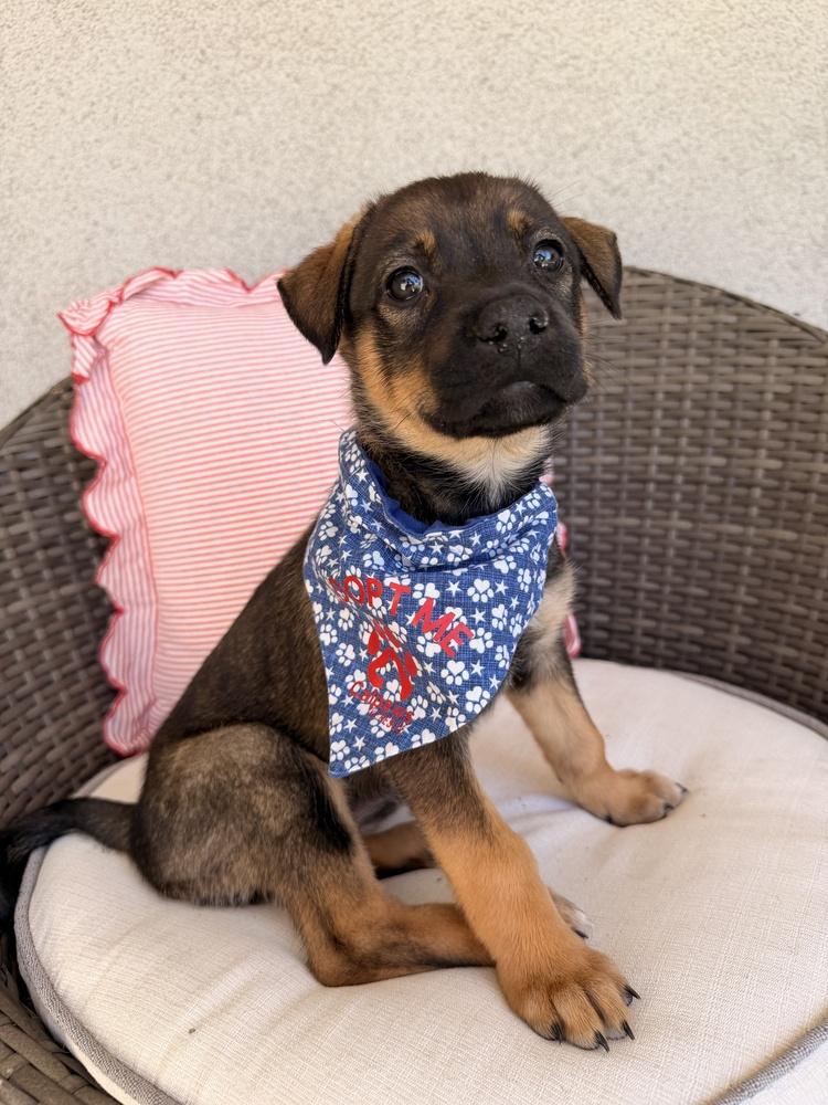 Charlotte, a Adoptable mixed breed in Pleasant Hill, CA image 3/3