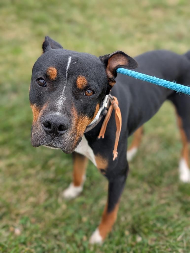 Fig, a Adoptable mixed breed in Defiance, OH image 1/6