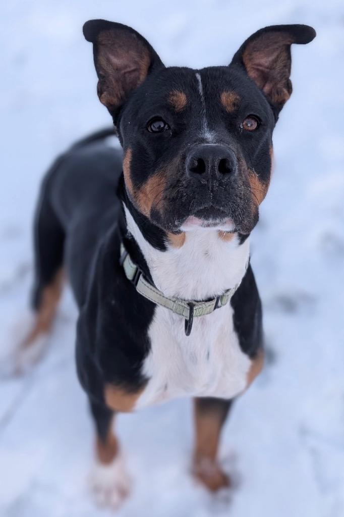 Fig, a Adoptable mixed breed in Defiance, OH image 3/6