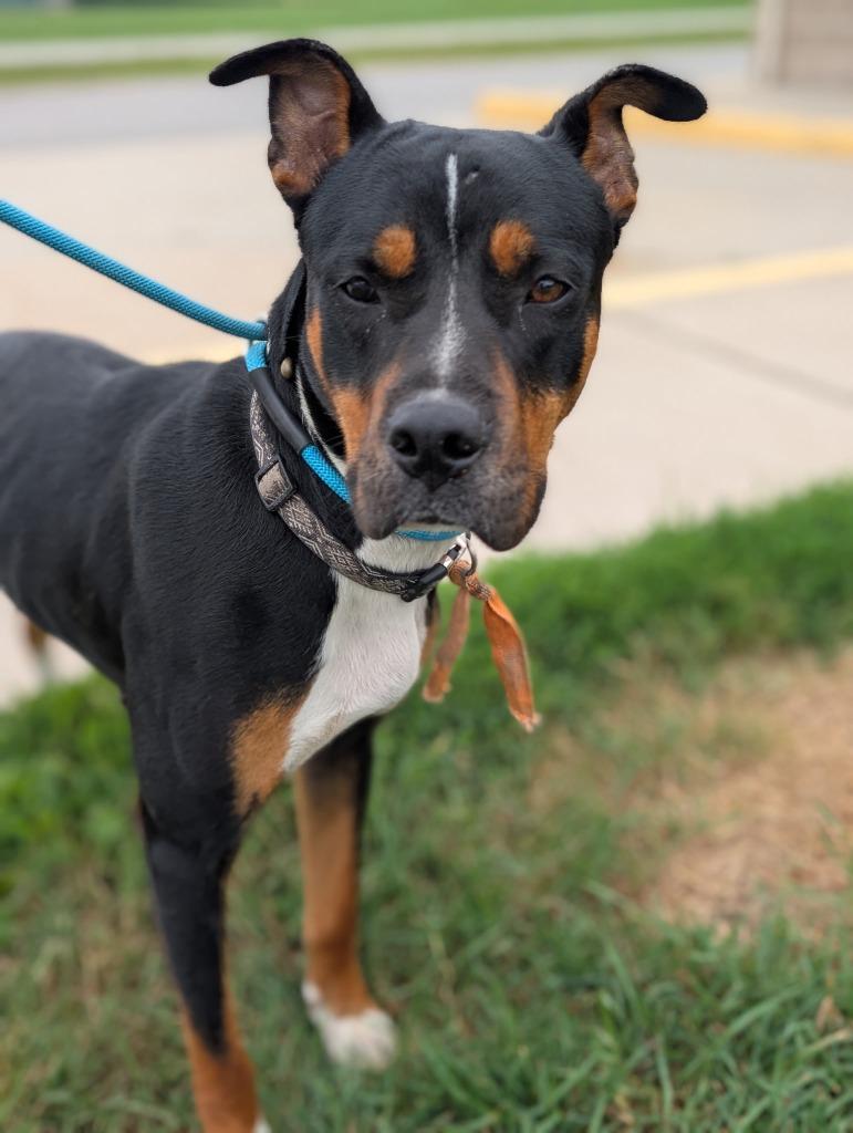 Fig, a Adoptable mixed breed in Defiance, OH image 4/6