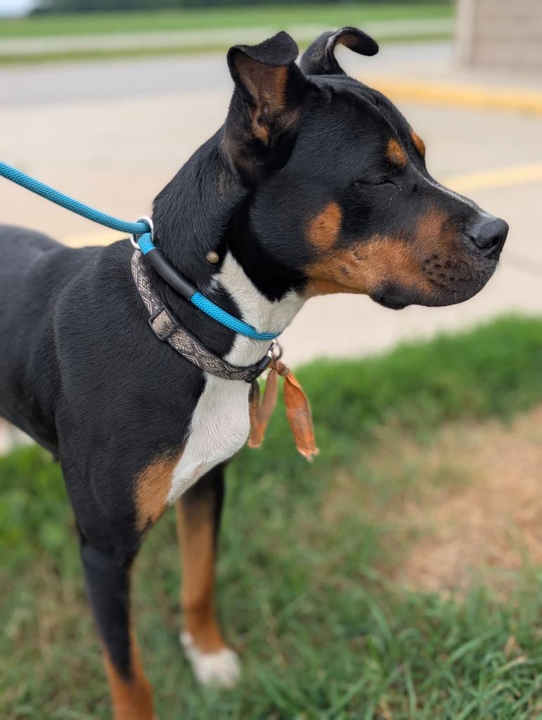 Fig, a Adoptable mixed breed in Defiance, OH image 5/6