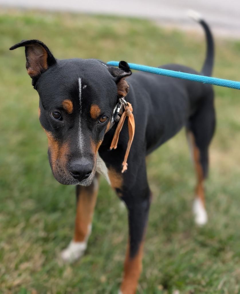 Fig, a Adoptable mixed breed in Defiance, OH image 6/6