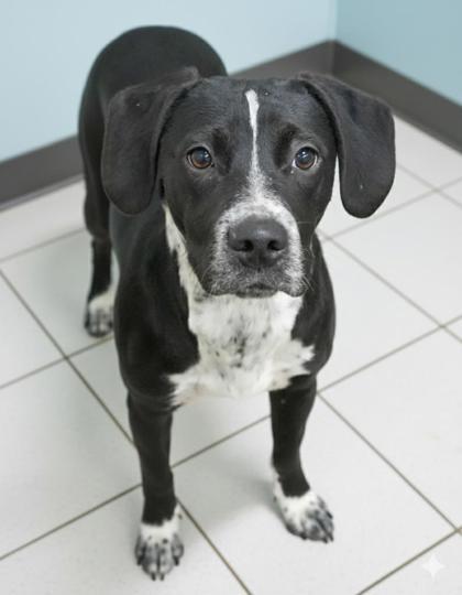 Mr. Big, Adoptable, Young Male Feist & Mixed Breed.