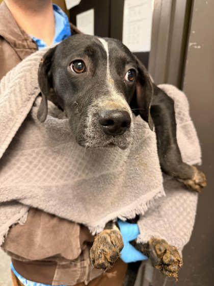 Mr. Big, Adoptable, Young Male Feist & Mixed Breed.