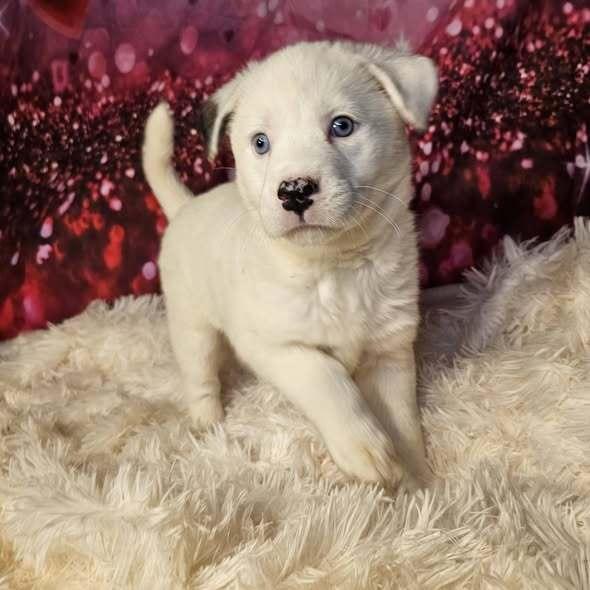 Enlarge Swifty, a Adoptable mixed breed in Hastings, MN image 1/6