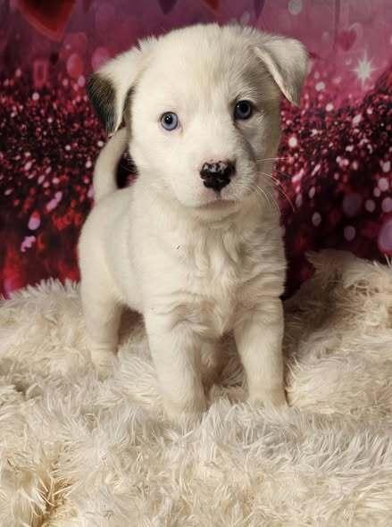 Swifty, Adoptable, Puppy Female Australian Shepherd.