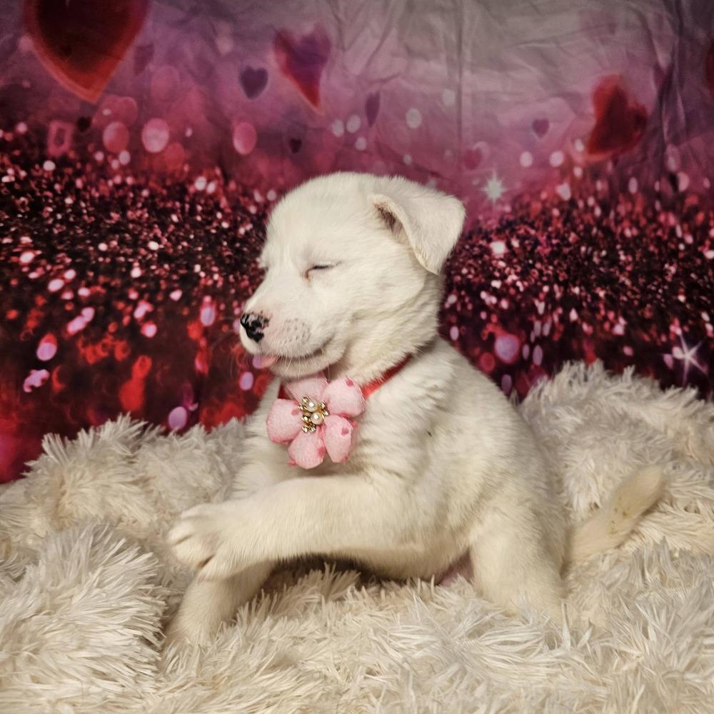 Enlarge Swifty, a Adoptable mixed breed in Hastings, MN image 3/6