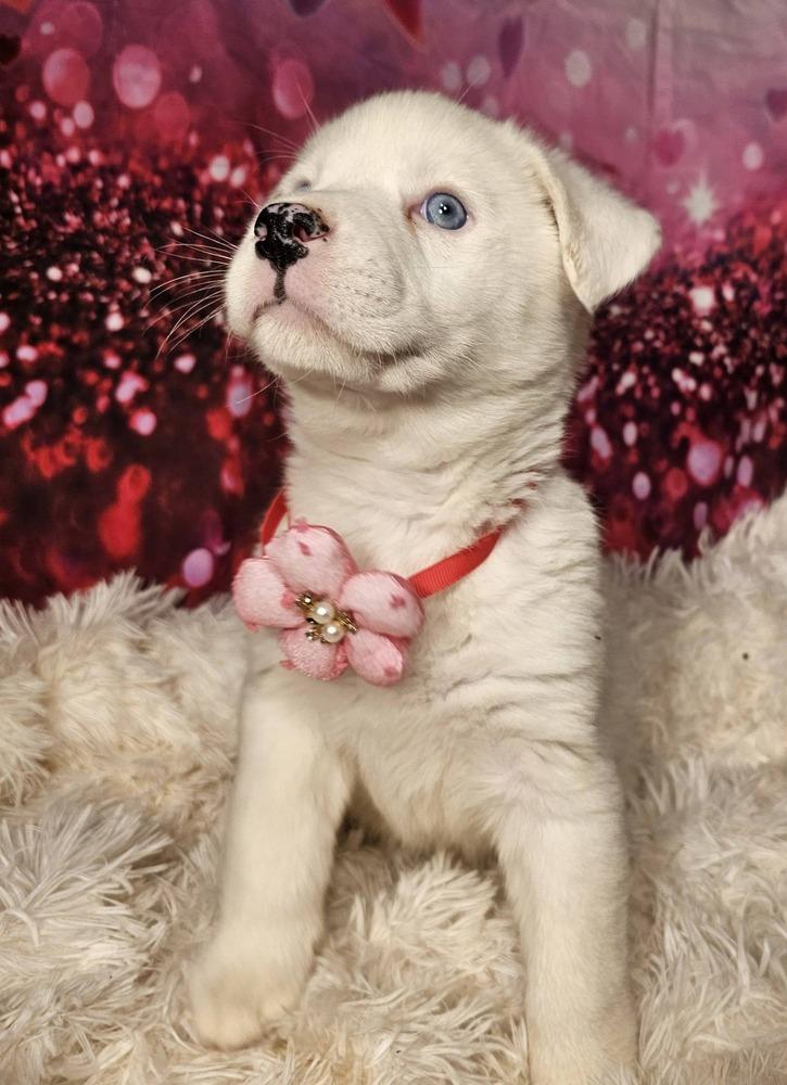 Enlarge Swifty, a Adoptable mixed breed in Hastings, MN image 4/6