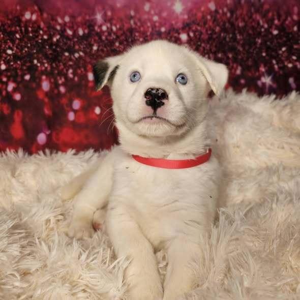 Enlarge Swifty, a Adoptable mixed breed in Hastings, MN image 5/6