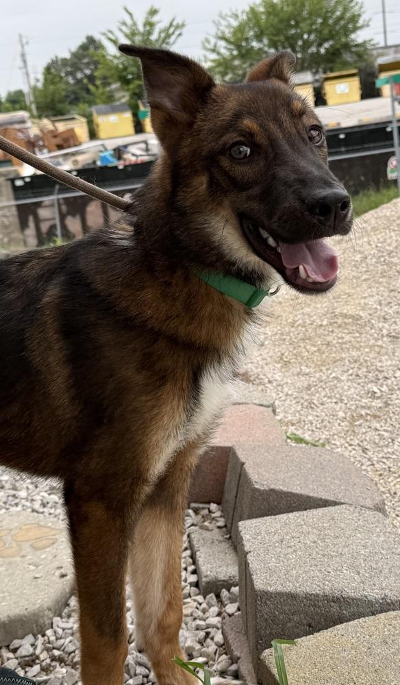 Gator, Adopted, Young Male Mixed Breed.