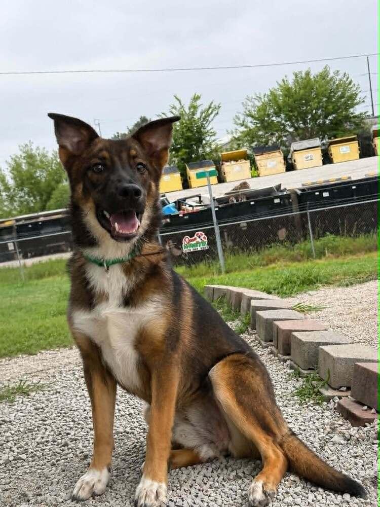 Enlarge Gator, a Adopted Mixed Breed in Evansville, IN image 2/4