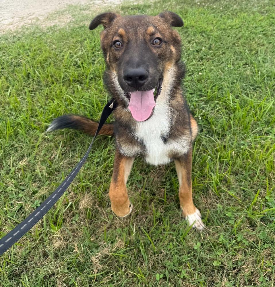 Enlarge Gator, a Adopted Mixed Breed in Evansville, IN image 3/4