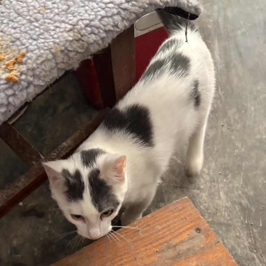 Spooky, Adoptable, Young Male American Shorthair.