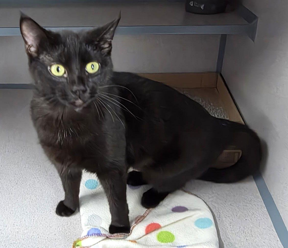 Mavis, Adoptable, Young Female Domestic Medium Hair.