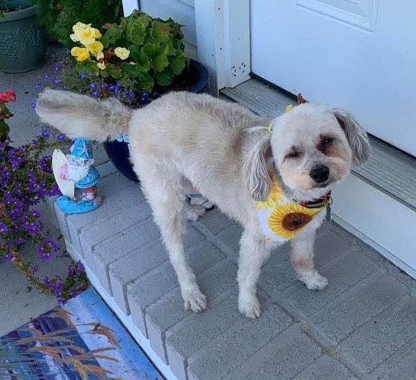 Kym's Lulu TX, Adoptable, Young Female Maltese & Poodle.