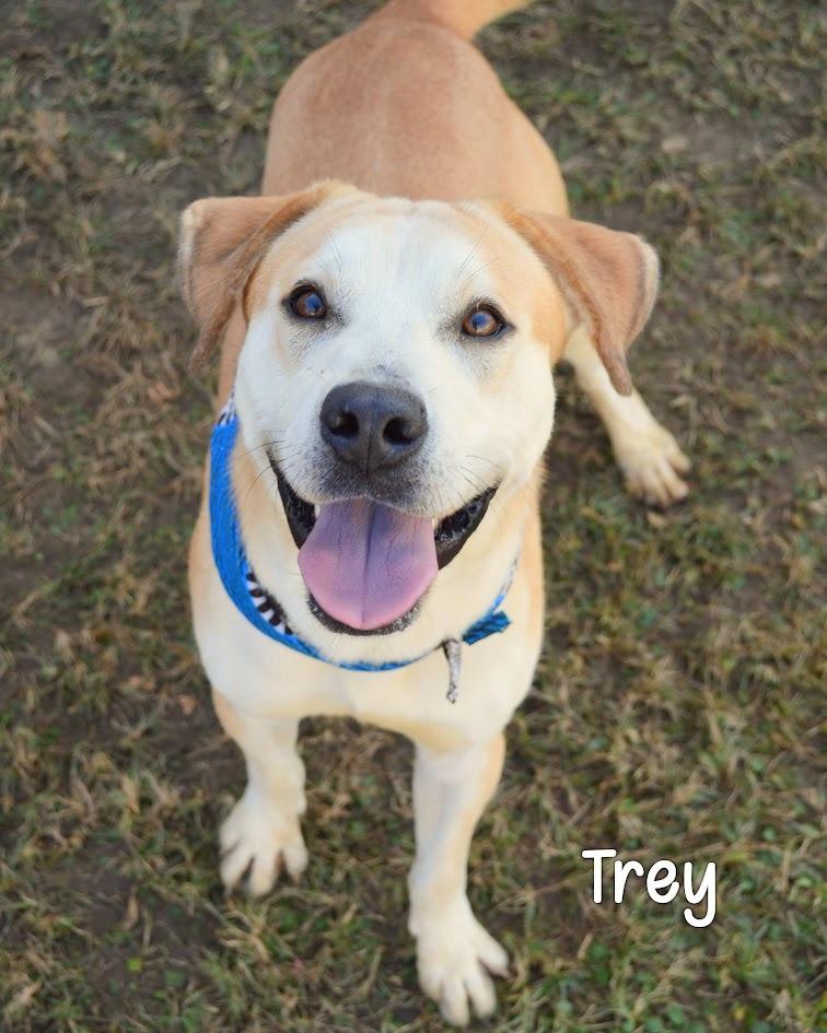 Trey, a Adoptable mixed breed in Gautier, MS image 2/2